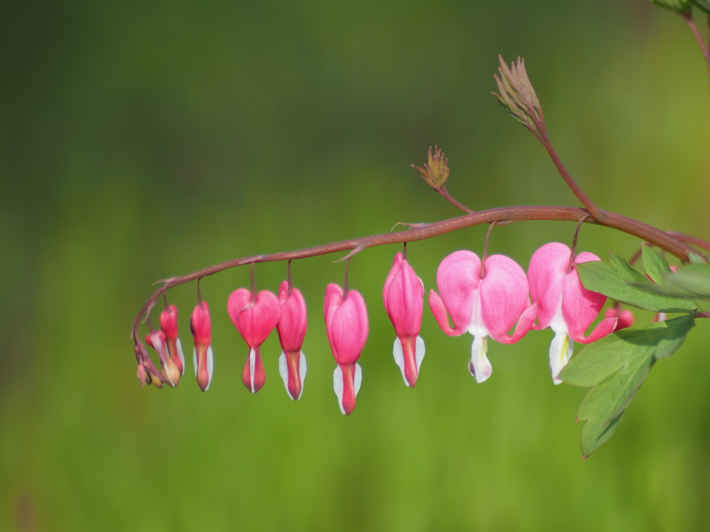 Bleeding Hearts by tosee