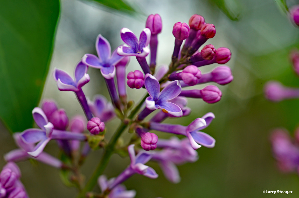 Lilac bloom by larrysphotos