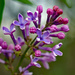 Lilac bloom by larrysphotos