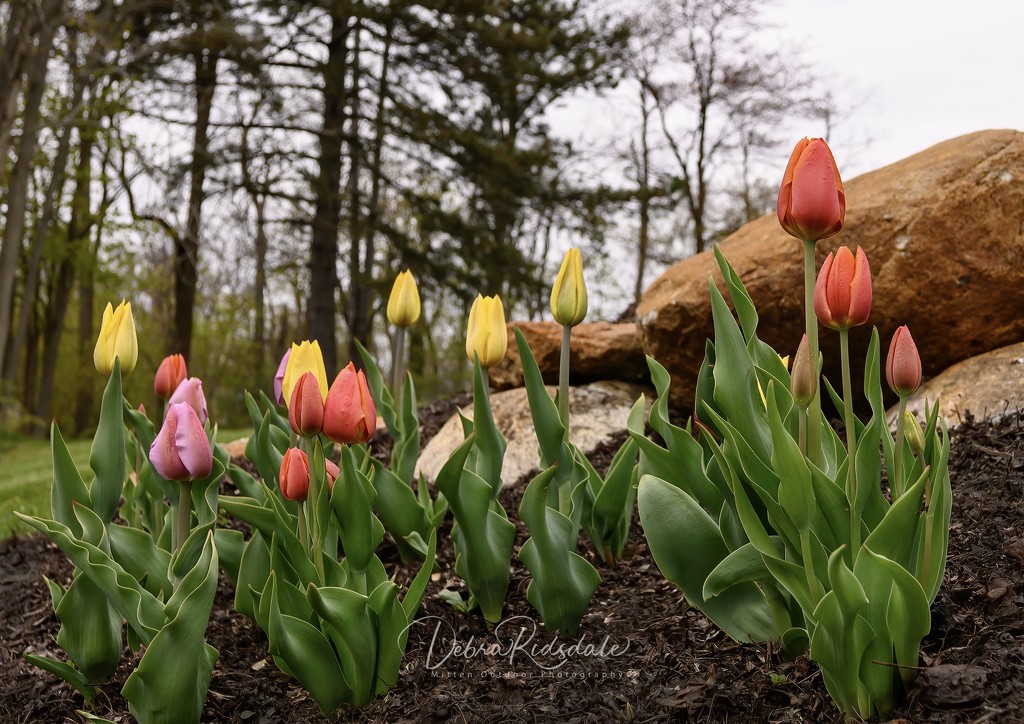 Tulips by dridsdale
