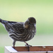 Vesper Sparrow by bjywamer
