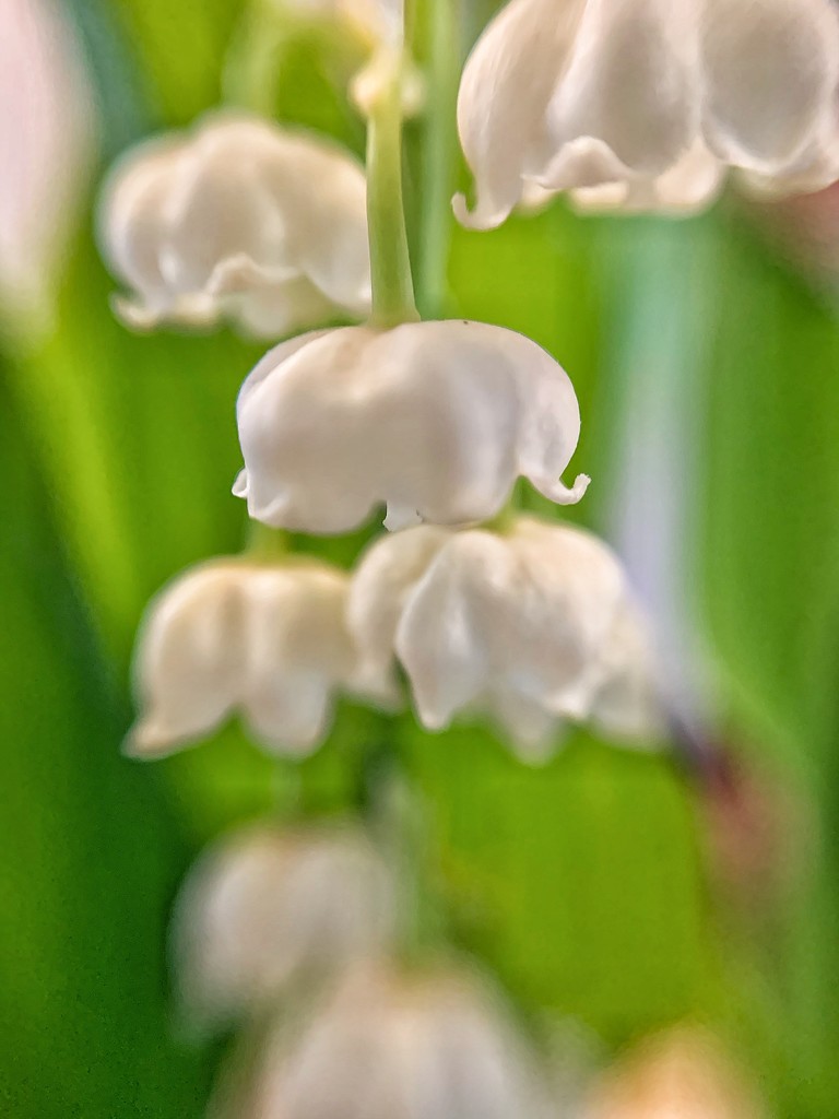 Lily of the valley  by cocobella