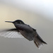 Hummingbird by bjywamer
