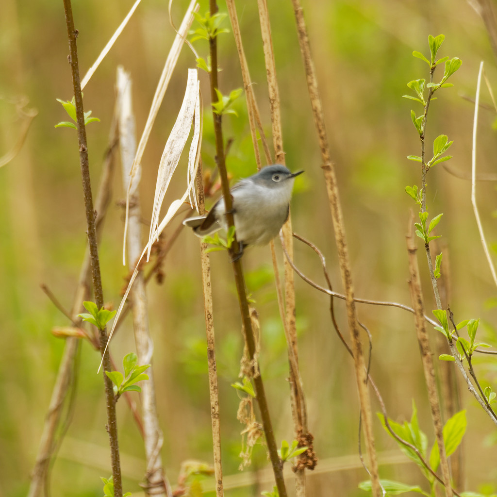 Blue-gray gnatcatcher by rminer