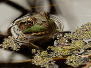 5th May 2020 - frog 