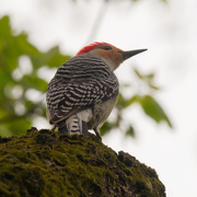 5th May 2020 - red-bellied woodpecker