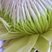 Protea (Waratah) filaments opening by sandradavies