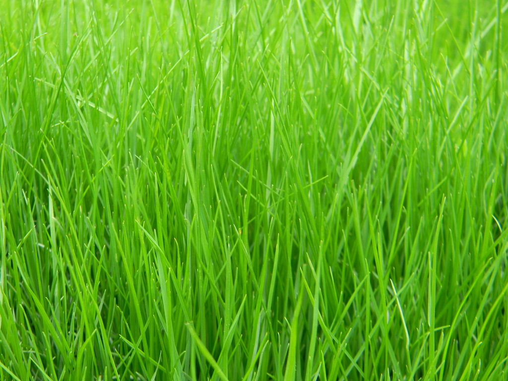 Closeup of Grass  by sfeldphotos
