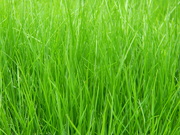 5th May 2020 - Closeup of Grass 