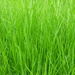 Closeup of Grass  by sfeldphotos