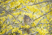5th May 2020 - Who's hiding in the Forsythia Bush
