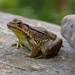LHG-4380- Froggy by rontu