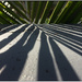Palm Shadows by chikadnz