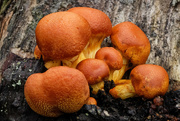 6th May 2020 - Fungi season