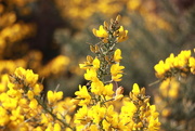 6th May 2020 - The Gorse is abundant