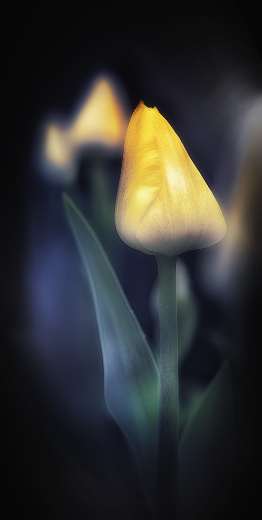 the very last tulips this year by jerome