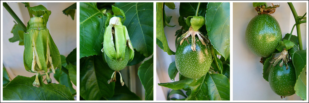 Passionfruit Taking Shape by onewing