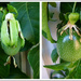 Passionfruit Taking Shape by onewing