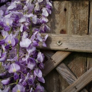 6th May 2020 - wisteria and wood