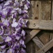wisteria and wood by quietpurplehaze