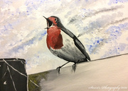 6th May 2020 - Robin in full voice (painting)