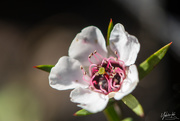 6th May 2020 - Manuka Flower