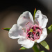 Manuka Flower by yorkshirekiwi