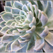 Succulent (Colour version) by chikadnz