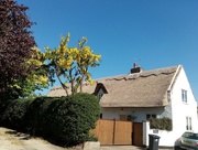 6th May 2020 - Thatched Cottage