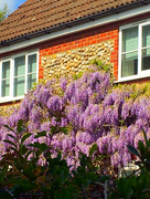 5th May 2020 - Where's the best place to grow wisteria?