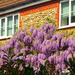 Where's the best place to grow wisteria? by jeff