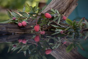 6th May 2020 - Chilean Lantern tree flowers and reflections..............