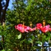 3 Hibiscus at the gardens by louannwarren