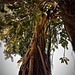 Wild Fig Tree by lmsa
