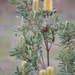 Yellow Banksia by kgolab