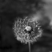 5th May 2020 - Dandelion 