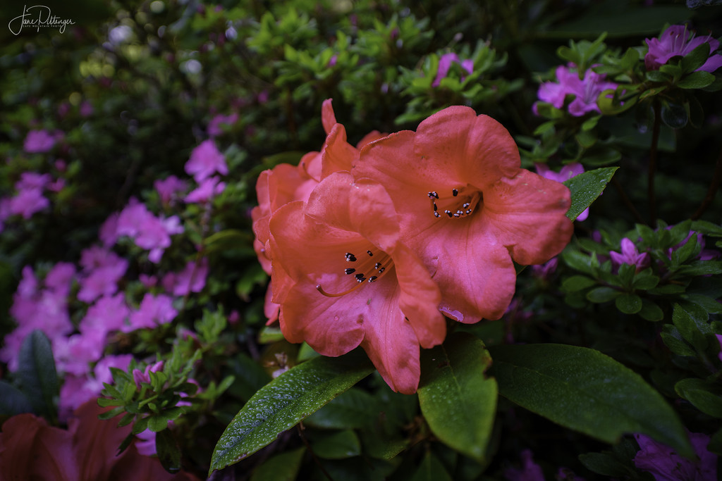 Red Rhododendron by jgpittenger