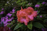 6th May 2020 - Red Rhododendron