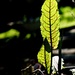Leaf by allsop