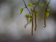 6th May 2020 - Catkins 