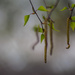 Catkins  by tosee