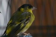 3rd May 2020 - Siskin on the balcony.