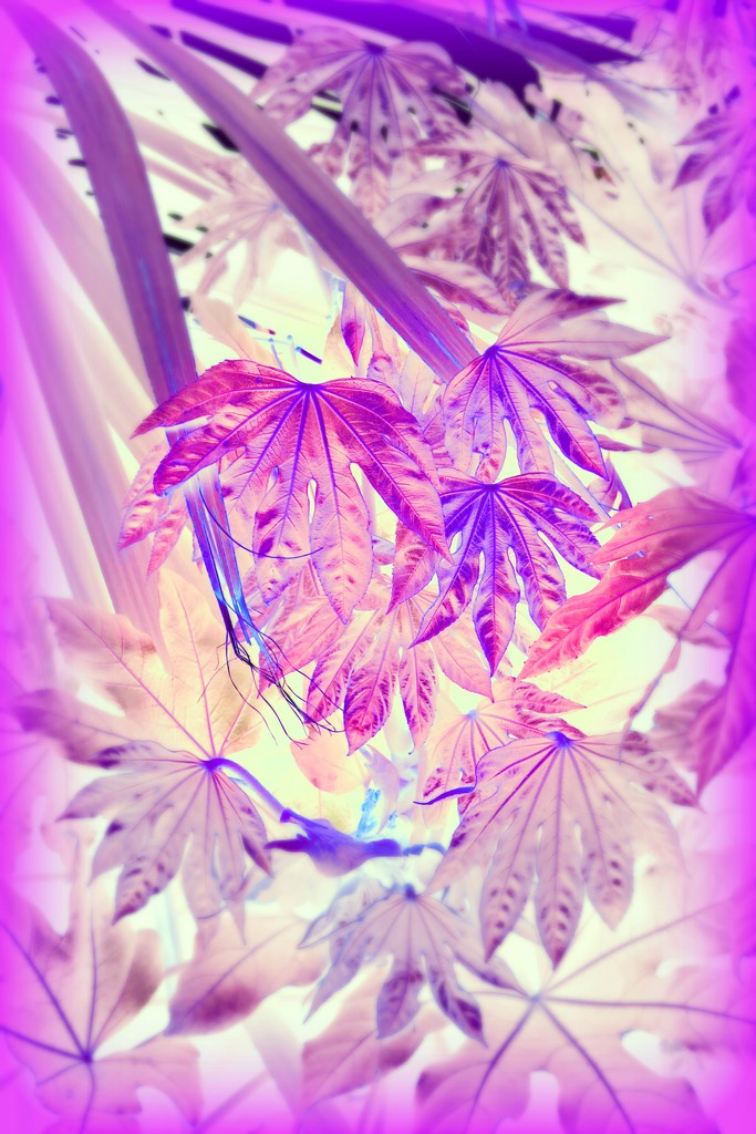 Leaf Patterns  by beryl