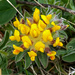 Kidney Vetch by lifeat60degrees