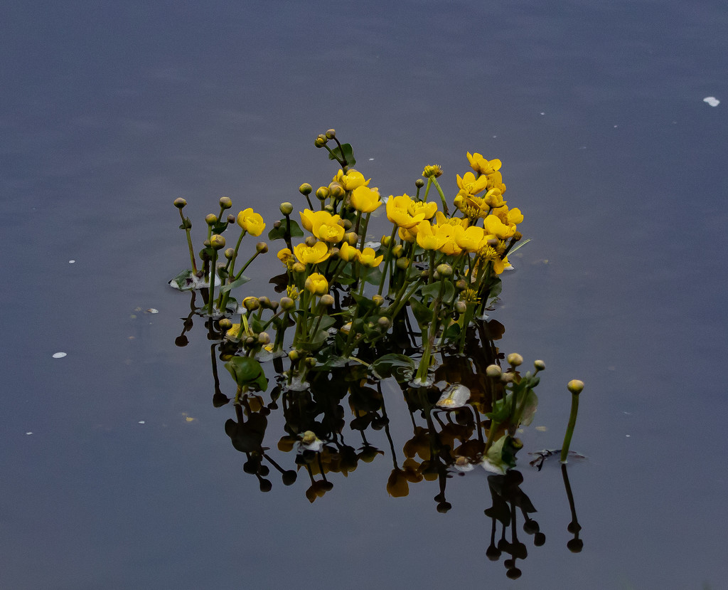 Marsh Marigolds by lifeat60degrees