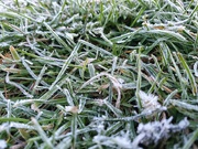6th May 2020 - Frosty grass