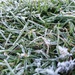 Frosty grass by isaacsnek