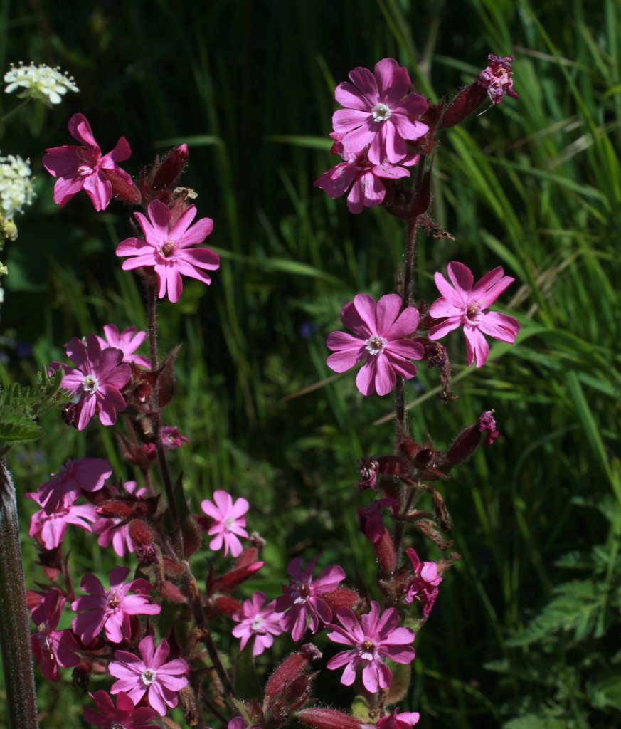 Red campion by busylady