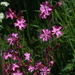 Red campion by busylady