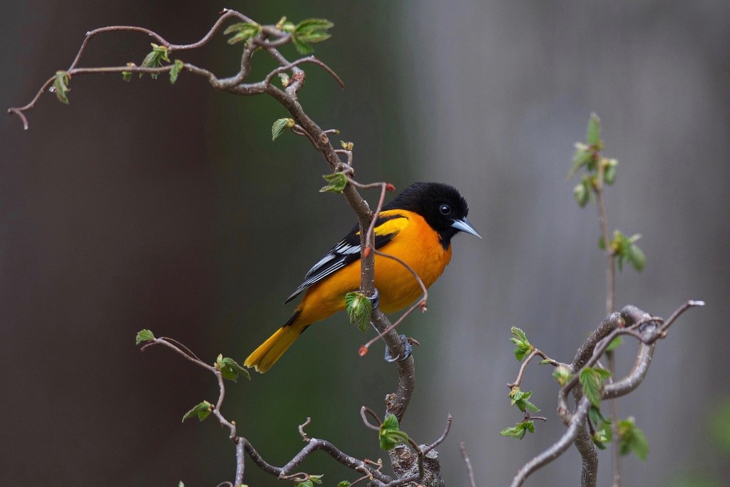 Flashy Papa Oriole by berelaxed